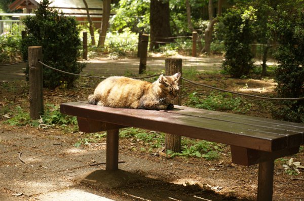 公園